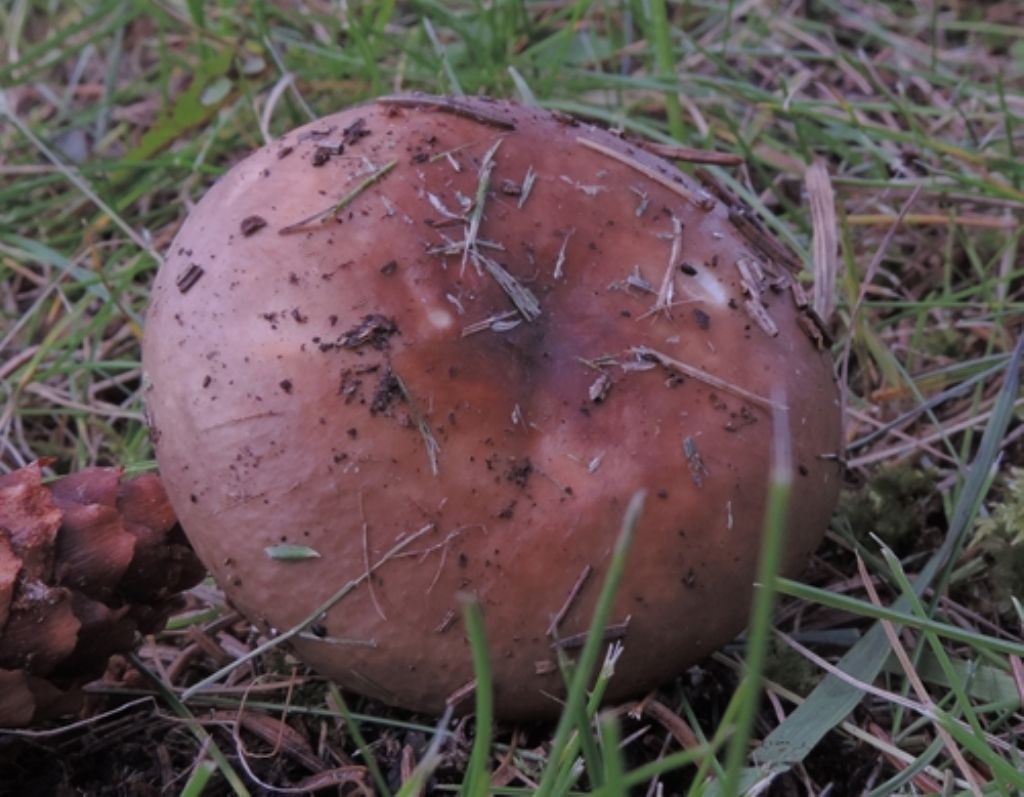 Russula da id.